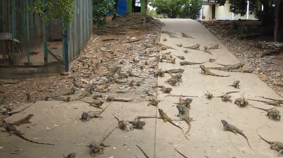 수 백마리의 이구아나떼 모습(유튜브 영상 캡처)
