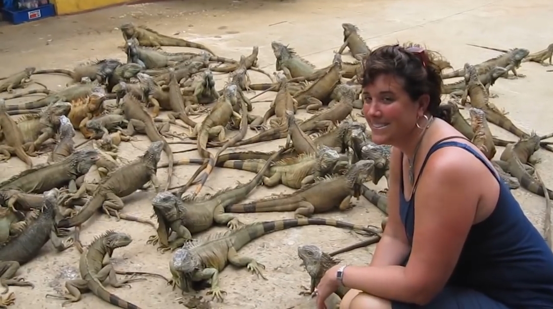 수 백마리의 이구아나떼 모습(유튜브 영상 캡처)