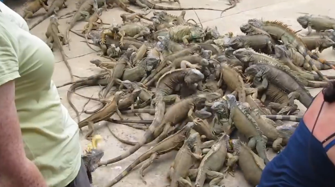 수 백마리의 이구아나떼 모습(유튜브 영상 캡처)