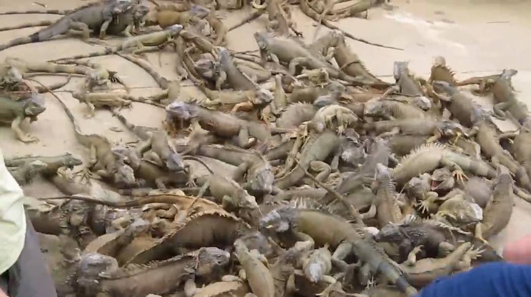 수 백마리의 이구아나떼 모습(유튜브 영상 캡처)