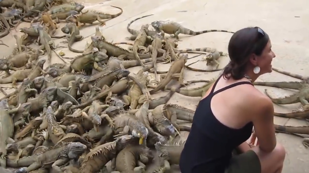 수 백마리의 이구아나떼 모습(유튜브 영상 캡처)