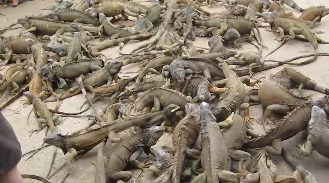 수 백마리의 이구아나떼 모습(유튜브 영상 캡처)