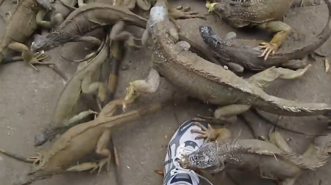 수 백마리의 이구아나떼 모습(유튜브 영상 캡처)