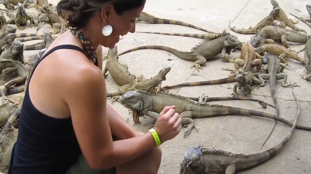 수 백마리의 이구아나떼 모습(유튜브 영상 캡처)