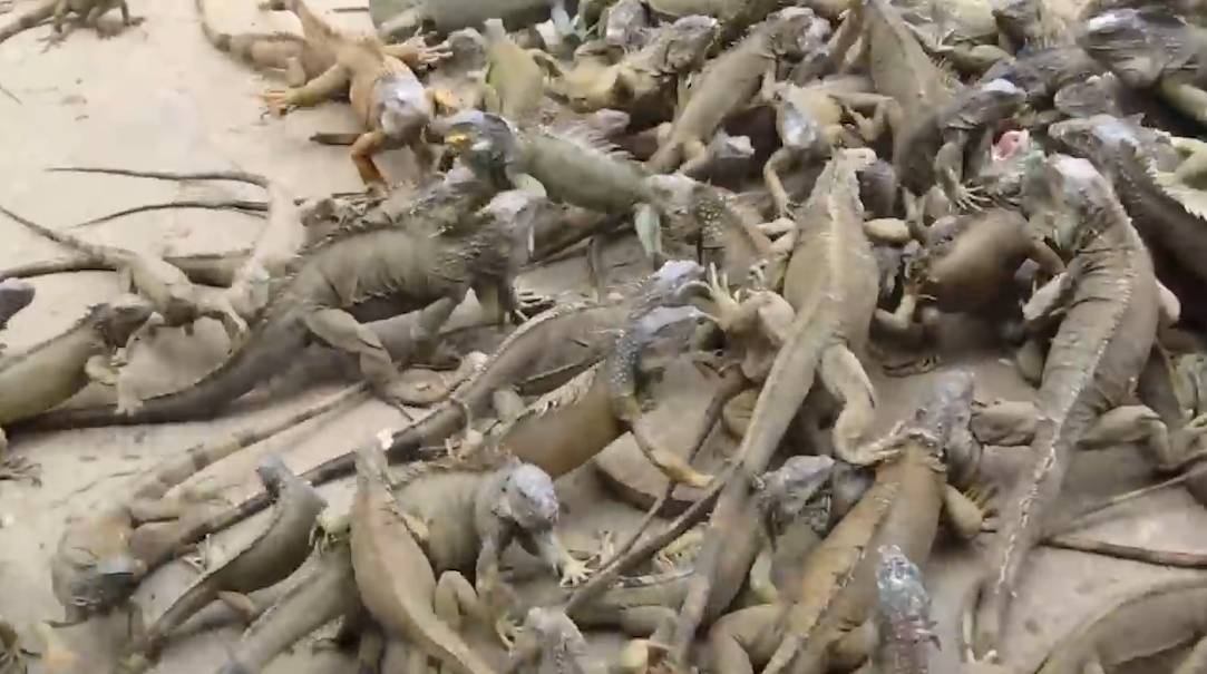 수 백마리의 이구아나떼 모습(유튜브 영상 캡처)