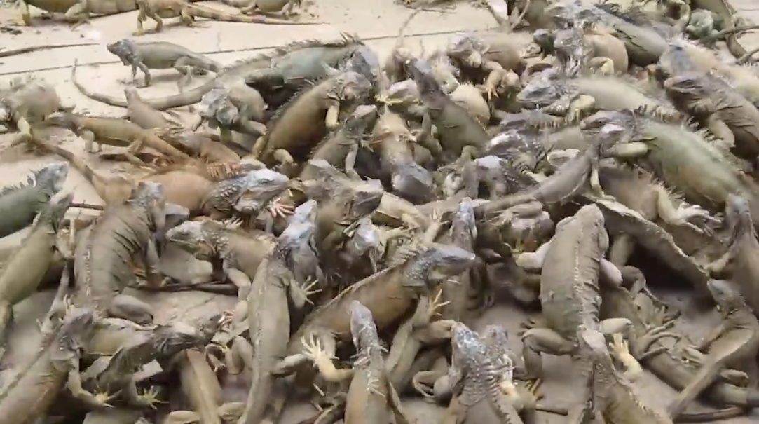 수 백마리의 이구아나떼 모습(유튜브 영상 캡처)