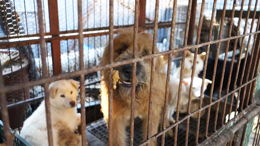 지난해 11월 경기도 시흥의 한 불법 번식장 내 철창에 갇혀 있는 개들. [사진=동물자유연대 제공]