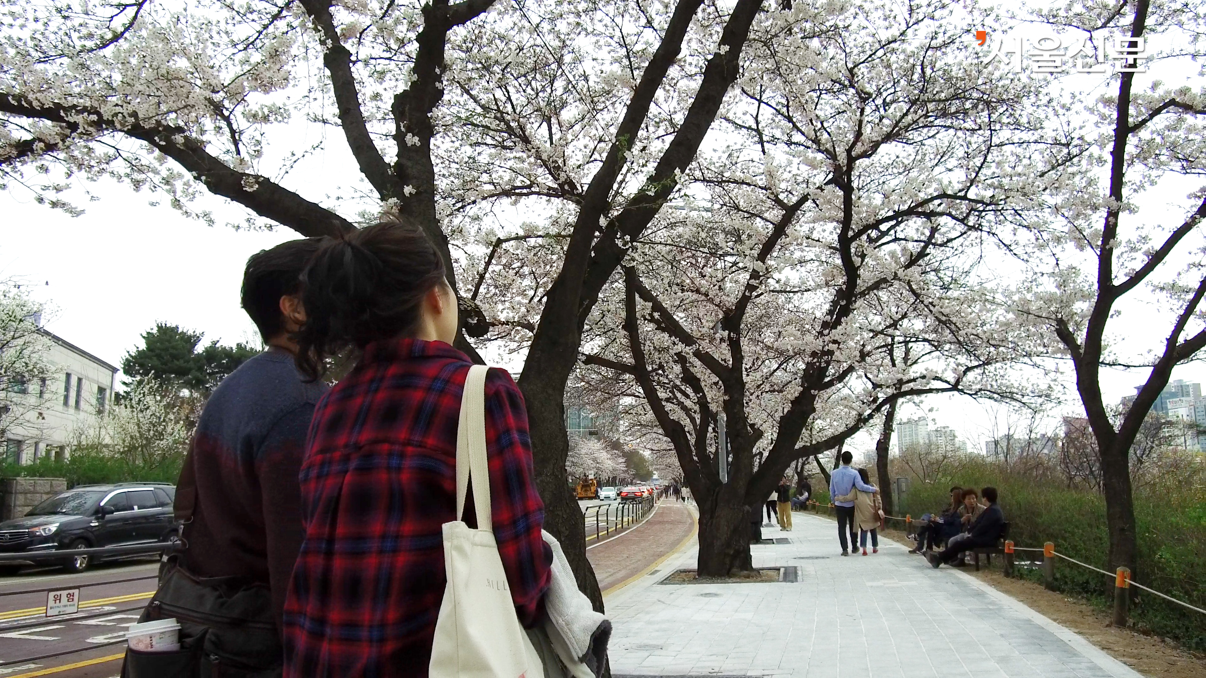 연인 한 쌍이 여의도 윤중로 벚꽃길을 걷고 있는 모습