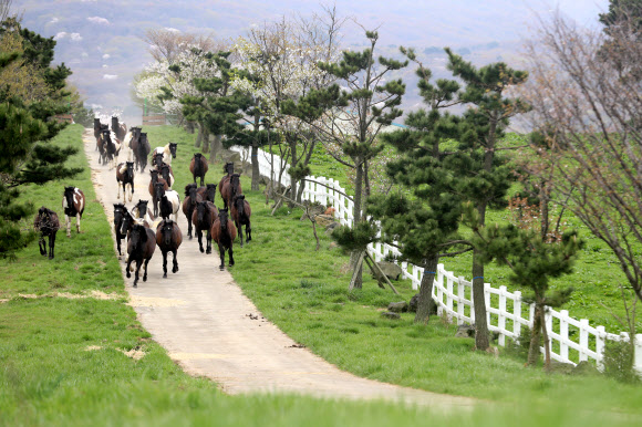방목되는 한국형 승용마