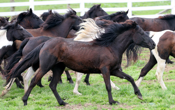 ’달려, 달려’