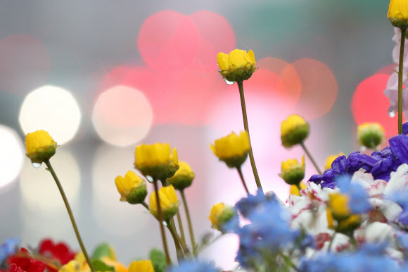 식목일인 5일 오전 서울 광화문 광장 화단에 핀 꽃에 빗방울이 맺혀 있다.  연합뉴스