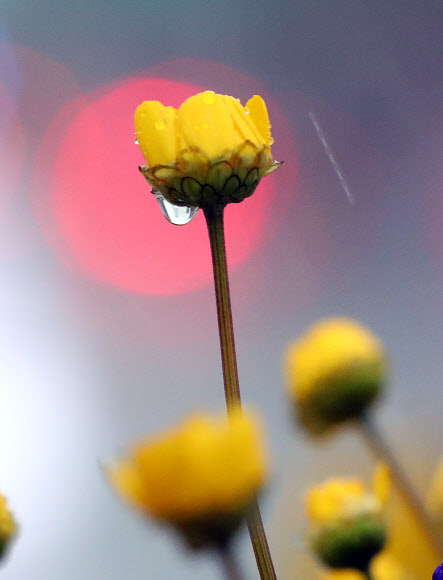 식목일인 5일 오전 서울 광화문 광장 화단에 핀 꽃에 빗방울이 맺혀 있다.  연합뉴스