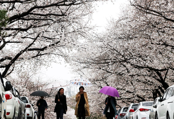 봄비가 내린 5일 오전 경기도 과천시 렛츠런파크 서울을 찾은 시민들이 활짝 핀 벚꽃을 감상하고 있다. 렛츠런파크 서울은 7일부터 15일까지 야간벚꽃축제를 개최한다.  연합뉴스