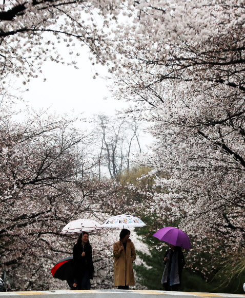 봄비가 내린 5일 오전 경기도 과천시 렛츠런파크 서울을 찾은 시민들이 활짝 핀 벚꽃을 감상하고 있다. 렛츠런파크 서울은 7일부터 15일까지 야간벚꽃축제를 개최한다.  연합뉴스