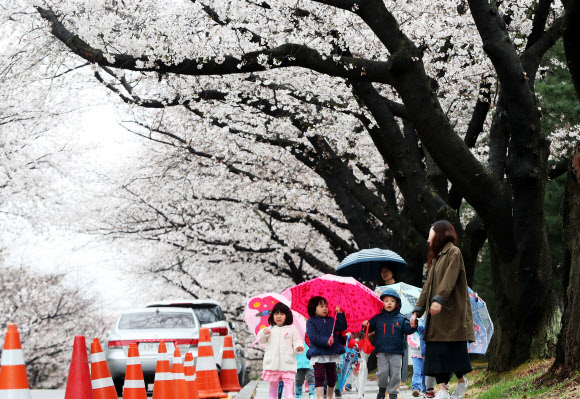 봄비가 내린 5일 오전 경기도 과천시 렛츠런파크 서울에서 어린이들이 우산을 쓰고 활짝 핀 벚꽃을 감상하고 있다. 렛츠런파크 서울은 7일부터 15일까지 야간벚꽃축제를 개최한다.  연합뉴스