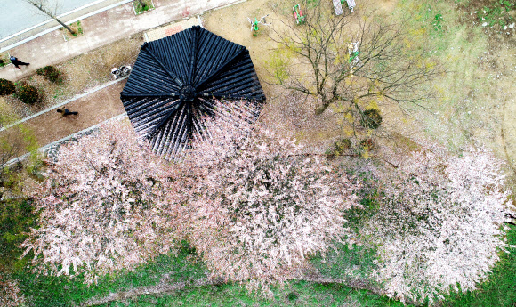 봄비가 잠시 소강상태를 보인 5일 오전 전남 화순군 화순읍 동구리호수공원에 핀 벚꽃이 밤사이 내린 비에 떨어져 푸릇푸릇한 잎이 드러나고 있다.  연합뉴스