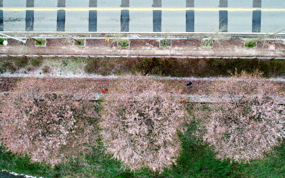 봄비가 잠시 소강상태를 보인 5일 오전 전남 화순군 화순읍 동구리호수공원에 핀 벚꽃이 밤사이 내린 비에 떨어져 푸릇푸릇한 잎이 드러나고 있다.  연합뉴스