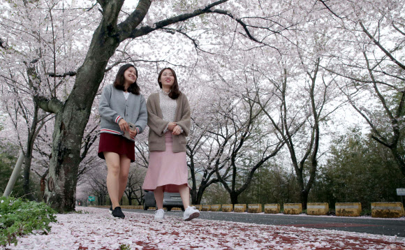 5일 전남 강진군 군동면 금곡사 주변 벚꽃길에서 빗줄기와 봄바람에 꽃잎이 흩날리고 있다.  강진군청 제공=연합뉴스