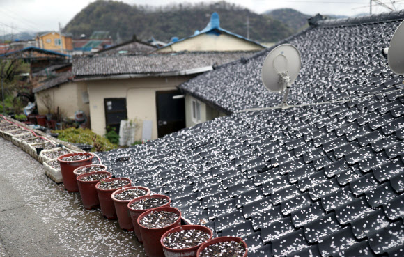 5일 오후 경남 의령군 한집 지붕 기와에 벚꽃 잎이 떨어져 시선을 끌고 있다.  연합뉴스