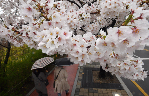 봄비가 내린 5일 오전 서울 여의도 윤중로를 찾은 사람들이 벚꽃은 즐기고 있다. 2018.4.5  도준석 기자 pado@seoul.co.kr