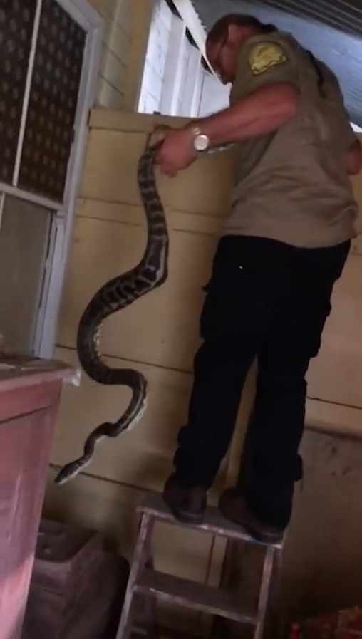 슬리퍼 한 쪽을 삼킴 뱀 포획 모습(유튜브 영상 캡처)