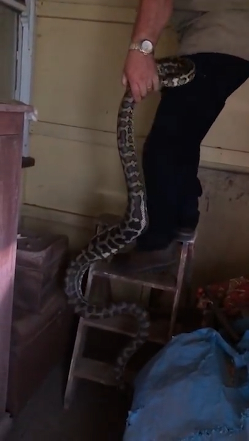 슬리퍼 한 쪽을 삼킴 뱀 포획 모습(유튜브 영상 캡처)