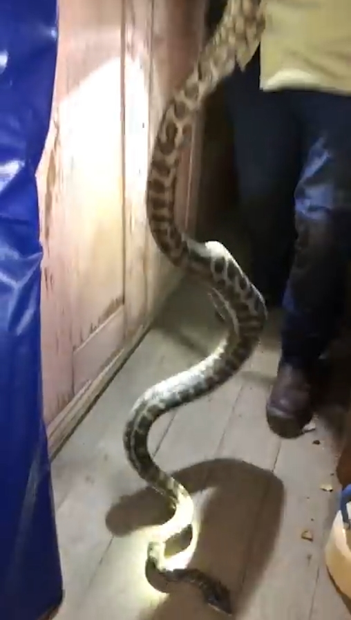 슬리퍼 한 쪽을 삼킴 뱀 포획 모습(유튜브 영상 캡처)