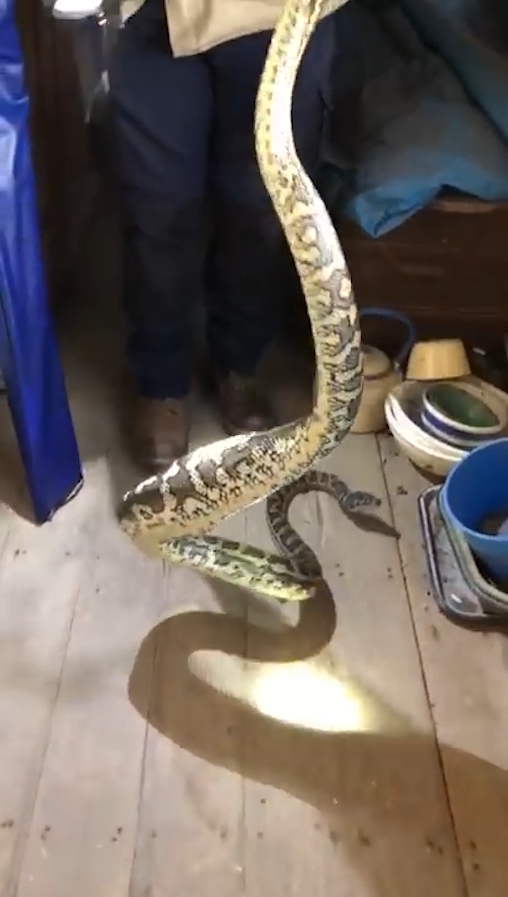 슬리퍼 한 쪽을 삼킴 뱀 포획 모습(유튜브 영상 캡처)