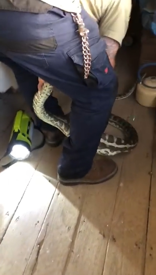 슬리퍼 한 쪽을 삼킴 뱀 포획 모습(유튜브 영상 캡처)