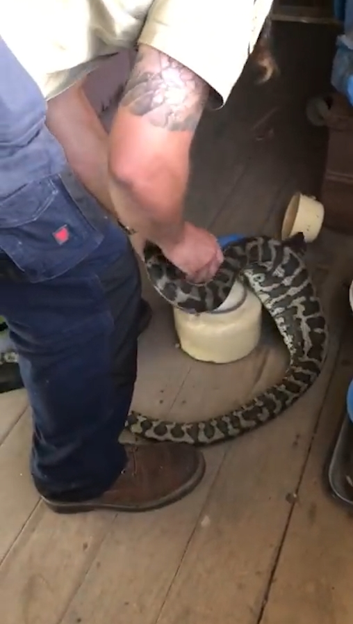 슬리퍼 한 쪽을 삼킴 뱀 포획 모습(유튜브 영상 캡처)
