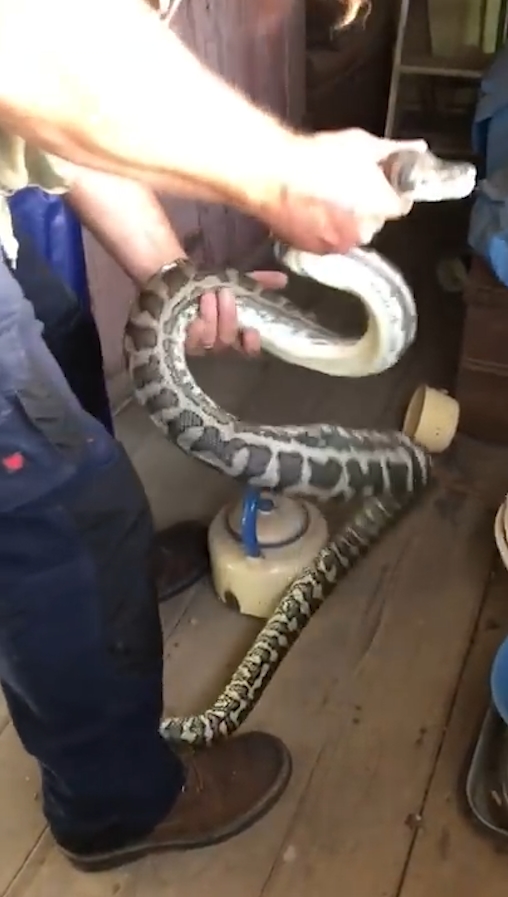 슬리퍼 한 쪽을 삼킴 뱀 포획 모습(유튜브 영상 캡처)