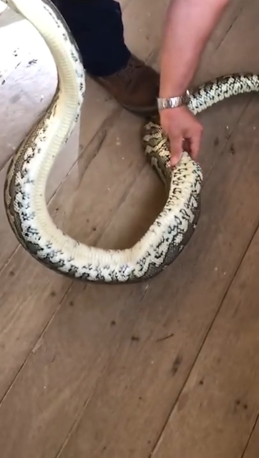 슬리퍼 한 쪽을 삼킴 뱀 포획 모습(유튜브 영상 캡처)