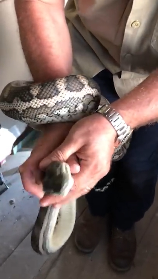슬리퍼 한 쪽을 삼킴 뱀 포획 모습(유튜브 영상 캡처)