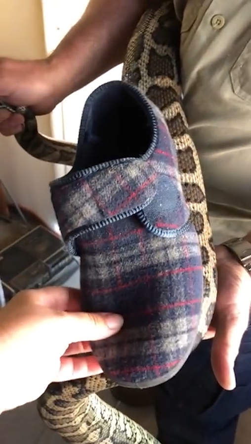 슬리퍼 한 쪽을 삼킴 뱀 포획 모습(유튜브 영상 캡처)