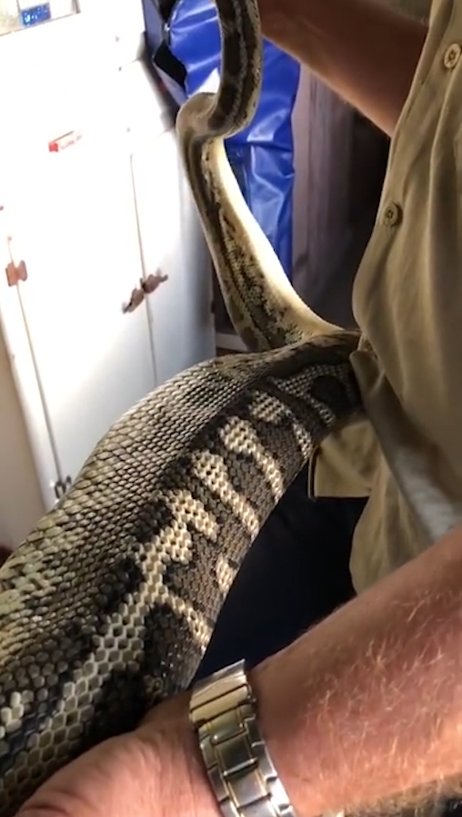 슬리퍼 한 쪽을 삼킴 뱀 포획 모습(유튜브 영상 캡처)