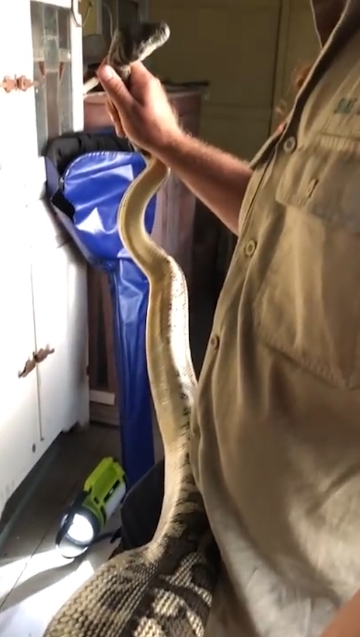 슬리퍼 한 쪽을 삼킴 뱀 포획 모습(유튜브 영상 캡처)