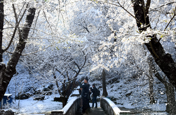 4월에 내린 함박눈
