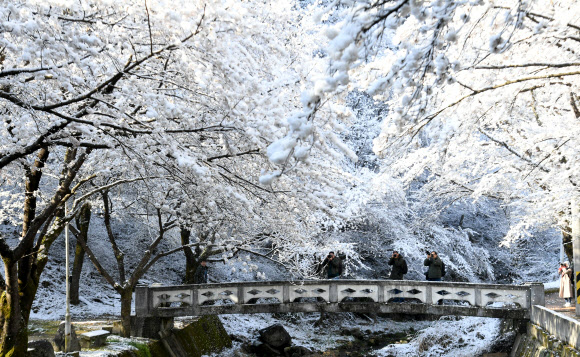 4월에 내린 함박눈