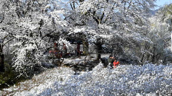 4월에 내린 함박눈