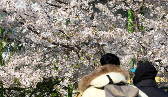 꽃샘추위가 찾아온 8일 오전 겨울 외투를 입은 시민이 벚꽃 아래를 지나고 있다.  연합뉴스