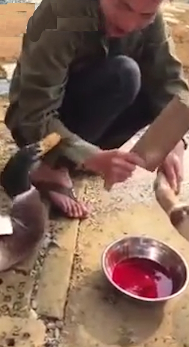 동료 오리를 살리기 위해 남성의 소맷자락을 부리로 물고 있는 오리 모습(유튜브 영상 캡처)