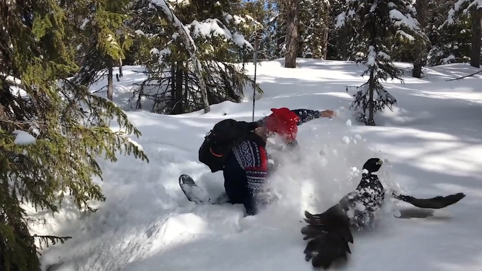 눈 속에서 솟구쳐 나온 새 모습(유튜브 영상 캡처)