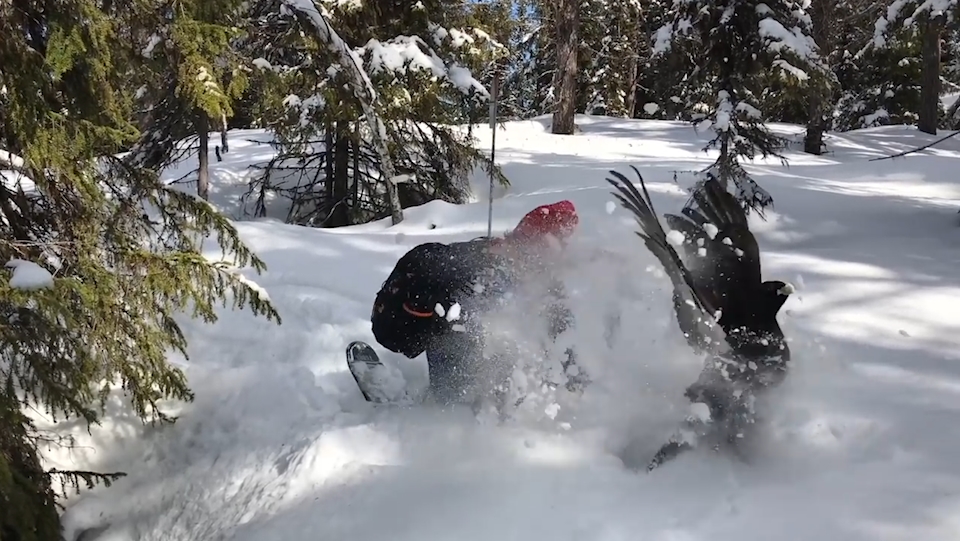 눈 속에서 솟구쳐 나온 새 모습(유튜브 영상 캡처)