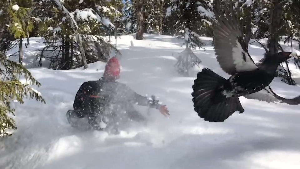 눈 속에서 솟구쳐 나온 새 모습(유튜브 영상 캡처)