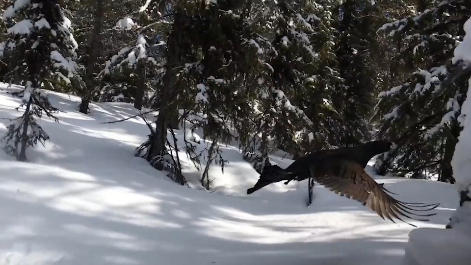 눈 속에서 솟구쳐 나온 새 모습(유튜브 영상 캡처)