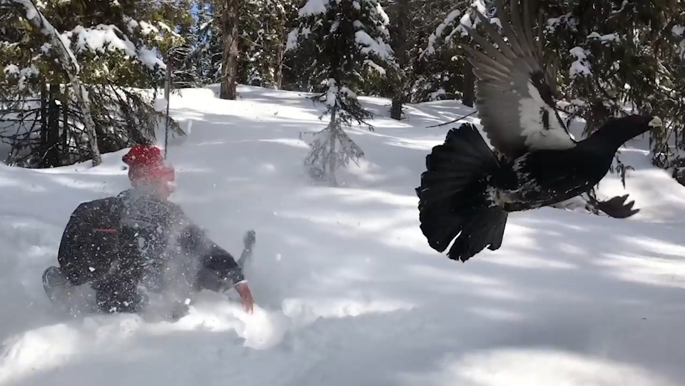 눈 속에서 솟구쳐 나온 새 모습(유튜브 영상 캡처)