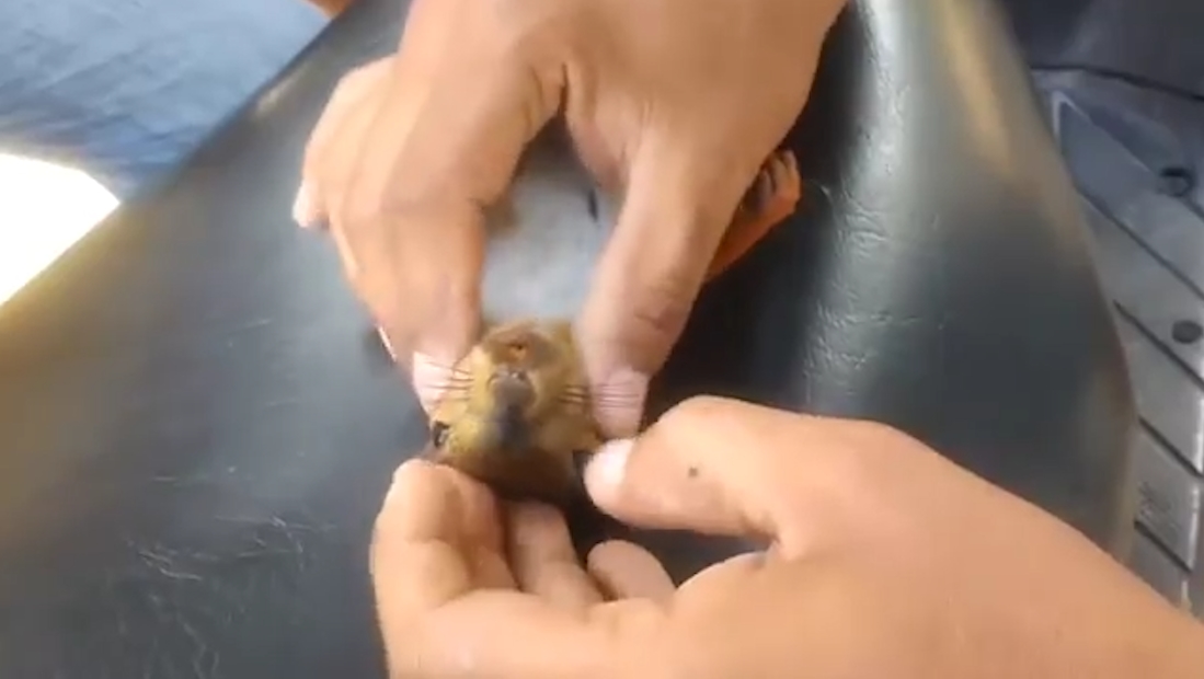 콜롬비아 한 무리의 젊은이들이 손가락 심장 마사지로 전기 충격을 받고 쓰러진 다람쥐의 생명을 구하는 모습(유튜브 영상 캡처)