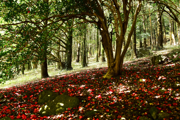 금탑사 뒤편 산자락 모습. 붉은 동백숲 너머로 초록빛 비자나무숲이 펼쳐져 있다.