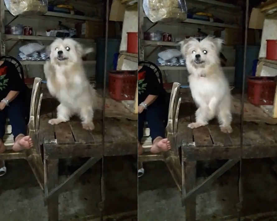 해병대 박수를 초스피드로 흉내낸 귀여운 강아지 모습(유튜브 영상 캡처)