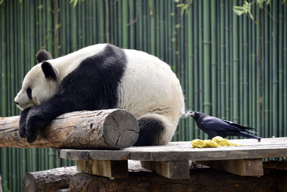 까마귀가 9일(현지시간) 중국 베이징 동물원에서 자신의 둥지를 짓기 위해 자이언트 판다의 엉덩이 털을 뽑고 있다. AP 연합뉴스